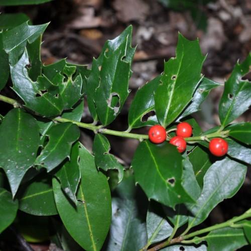 Red fruits, dark-green leaves, green stems, yellow midrib and veins.