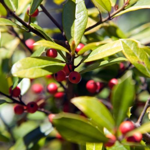 Red fruit with green leaves and brown stems.