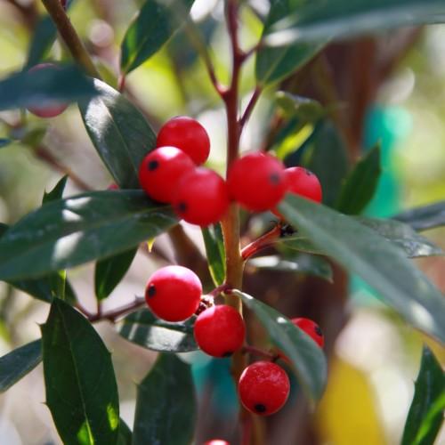 Red fruit with green leaves, light-brown stems and yellow midrib.