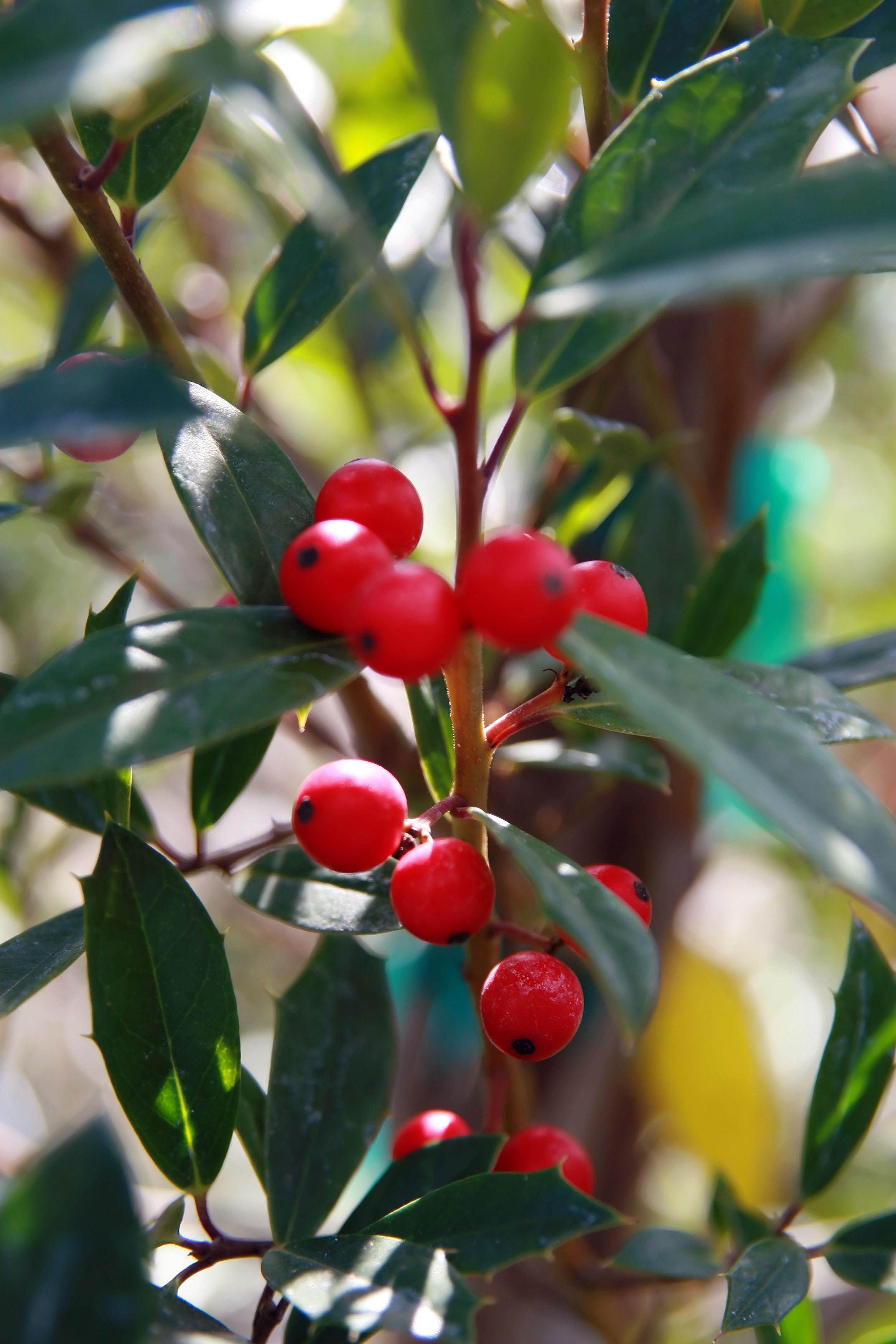 Red fruit with green leaves, light-brown stems and yellow midrib.