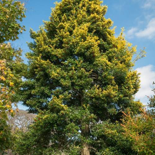 conical tree with dense, yellow-green leaves and brown thick trunk