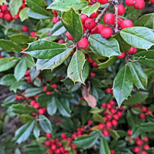 red, rounded berries with reddish-brown stems, glossy green leaves with thorny margins