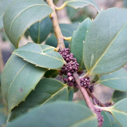 clusters of violet, small, rounded berries along brown stems, and thorny green leaves with yellow midribs