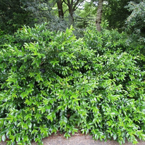 Green leaves with lime-yellow midrib, stems and branches.