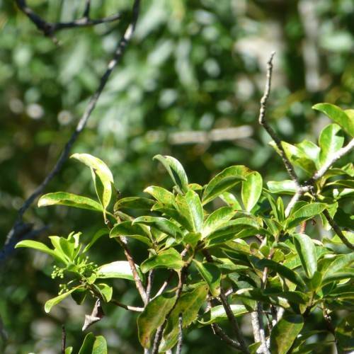 gray-brown stems and small, green, elliptic leaves with smooth margins