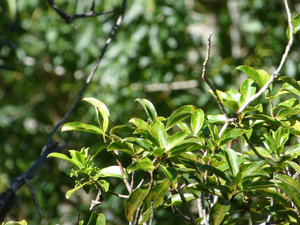 gray-brown stems and small, green, elliptic leaves with smooth margins