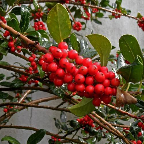 clusters of round, red, glossy berries along brown stems and oval green leaves
