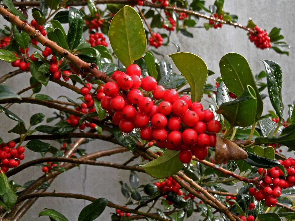 clusters of round, red, glossy berries along brown stems and oval green leaves