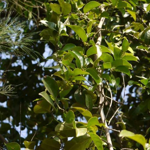 green-colored, elliptic leaves with smooth margins and gray woody stems