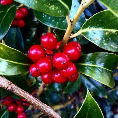 Red fruit with green leaves, light-brown stems, yellow blades. yellow midrib and veins.