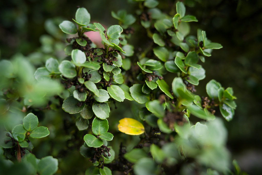 small, oval to rounded, dark green leaves with brownish black, small flowers
