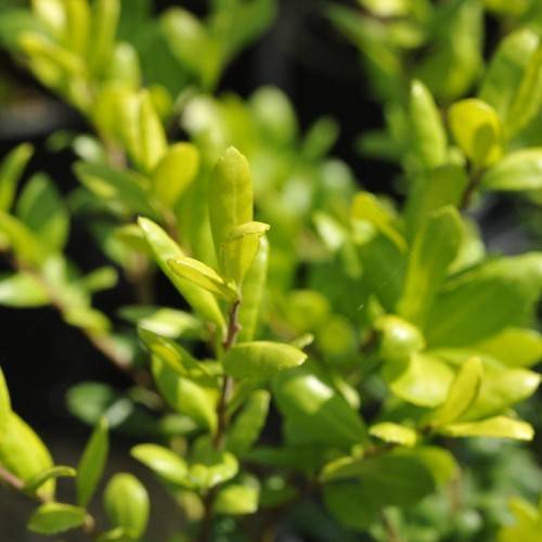 small, yellow-green, linear leaves with brown stems
