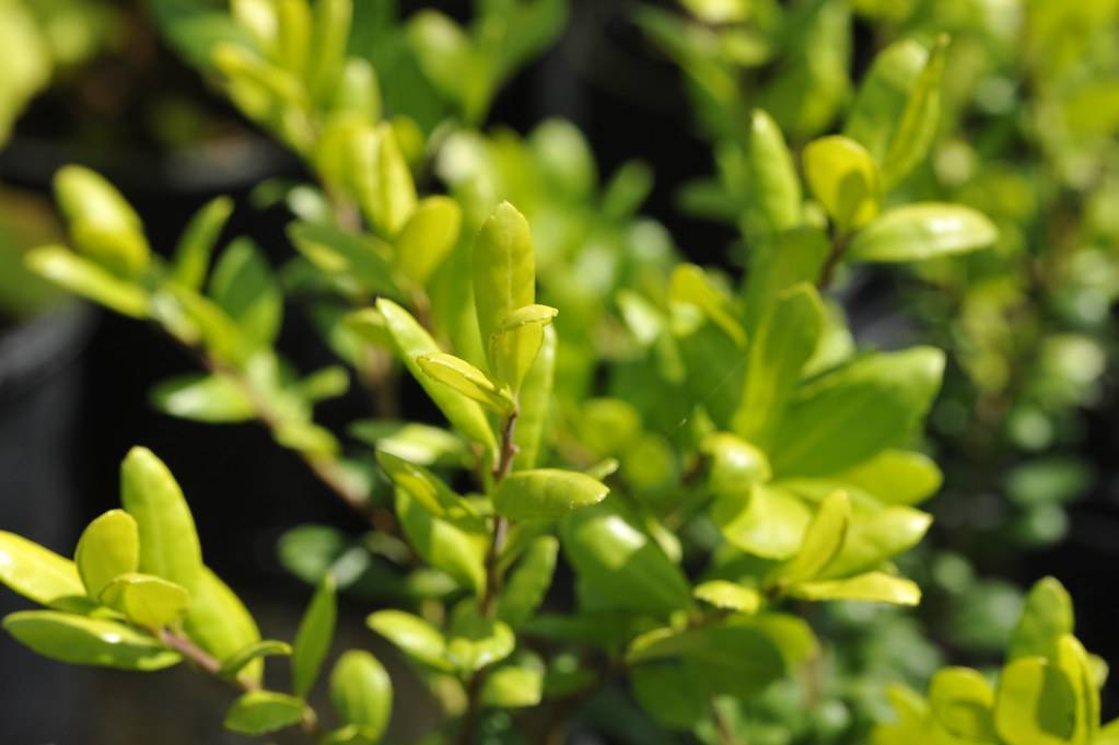 small, yellow-green, linear leaves with brown stems