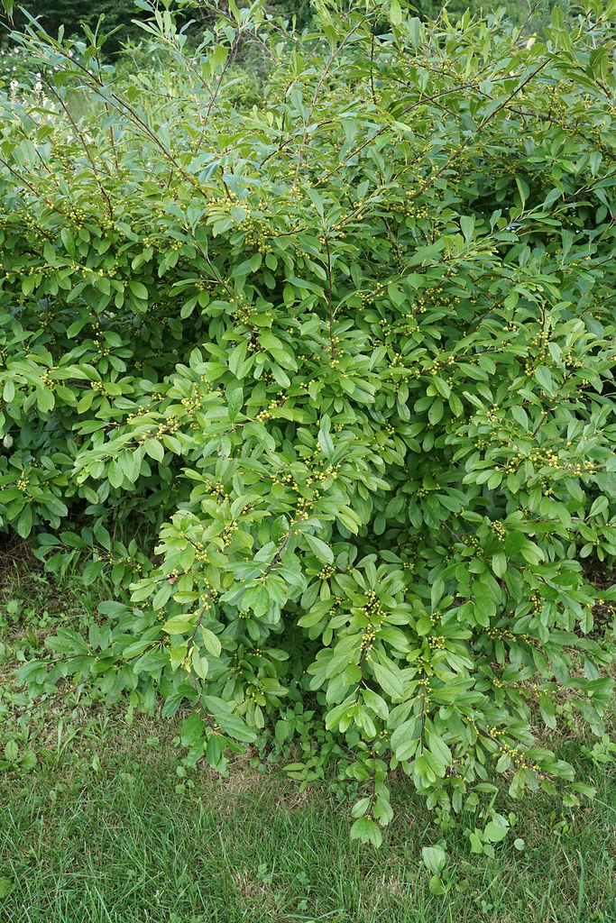 small, yellow flowers, green, lanceolate leaves with brown stems