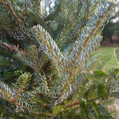 white-green leaves on a brown stem.