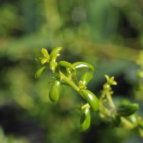 small, glossy, yellow-green, oval leaves with pale-green stems