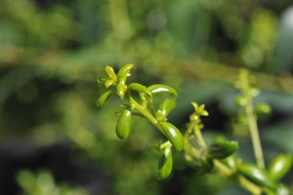 small, glossy, yellow-green, oval leaves with pale-green stems