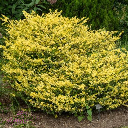 small, glossy, yellow-green leaves and yellow stem