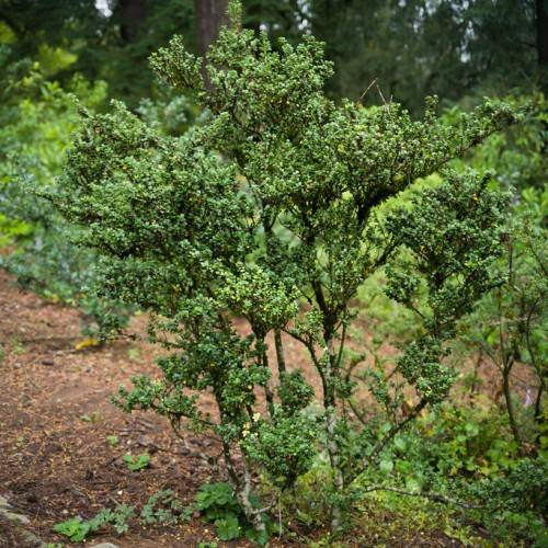 green shrub with dense, small, green leaves and gray-brown stems