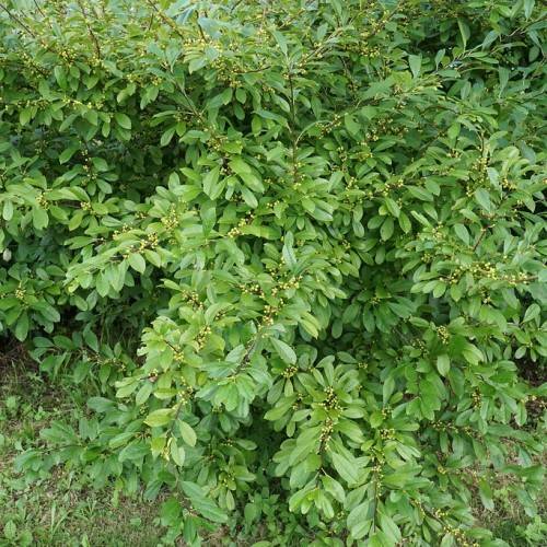 small, yellow flowers, green, lanceolate leaves with brown stems