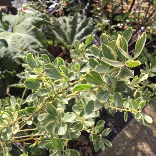 small, glossy, dark green leaves with creamy white margins and yellow-green stems