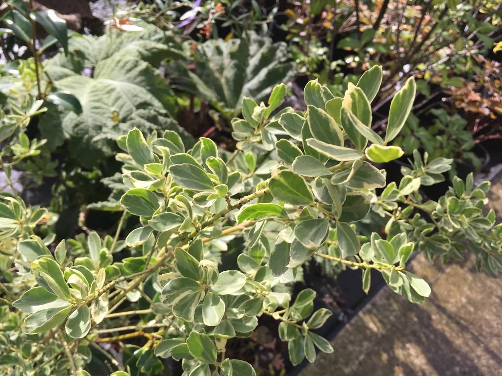 small, glossy,  dark green leaves with creamy white margins and yellow-green stems