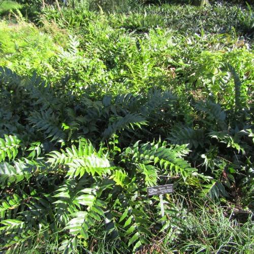 dense and compact foliage with glossy, green leaves