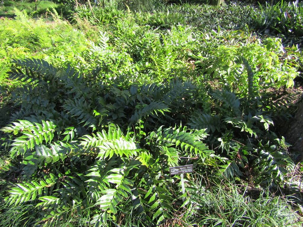 dense and compact foliage with glossy, green leaves
