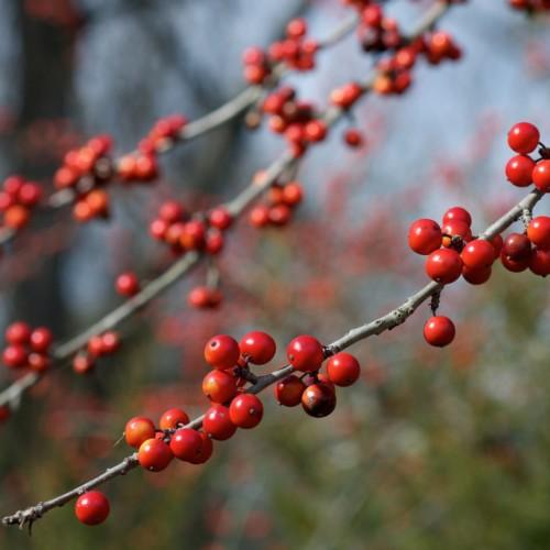 Red fruit with light-gray stems