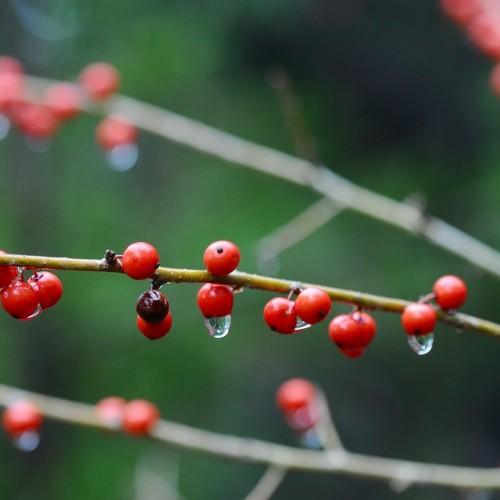 red, dewy, glossy berries along yellow-pale stems
