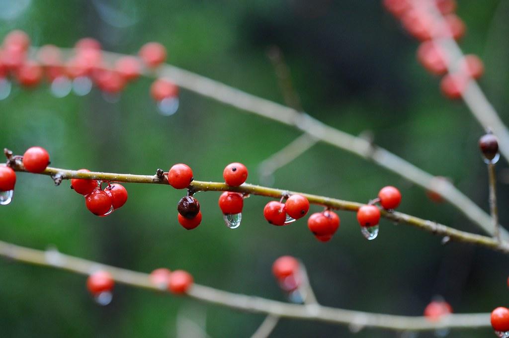 red, dewy, glossy berries along yellow-pale stems