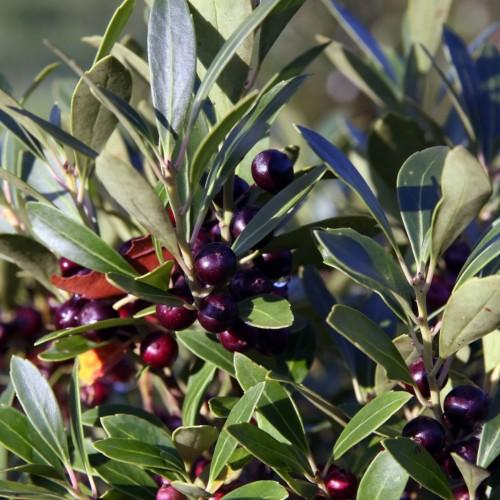 Dark-burgundy fruit with white stems, green leaves yellow midrib and blades.