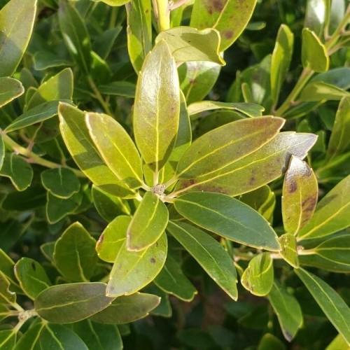 Olive-green leaves with yellow petiole, yellow blade, yellow midrib and veins