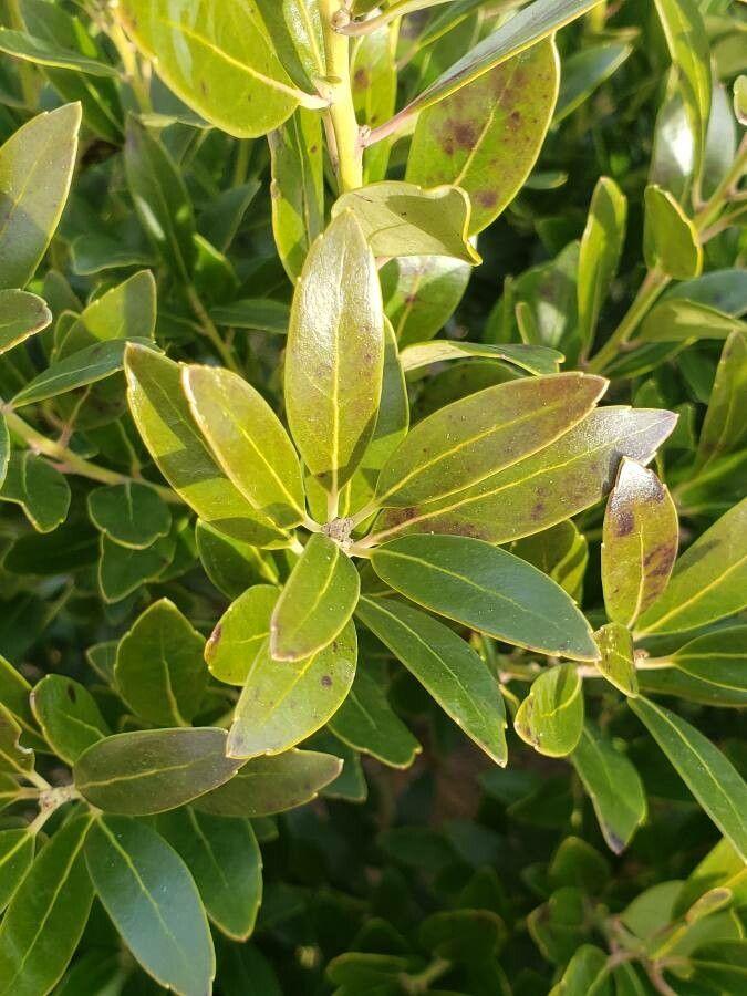 Olive-green leaves with yellow petiole, yellow blade, yellow midrib and veins