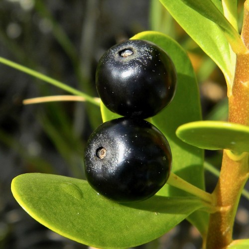 Black fruits with lime-yellow petiole, green leaves and orange-yellow stem.
