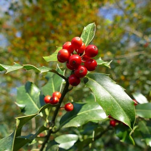 Red fruit with brown stem, green leaves, yellow midrib and veins.