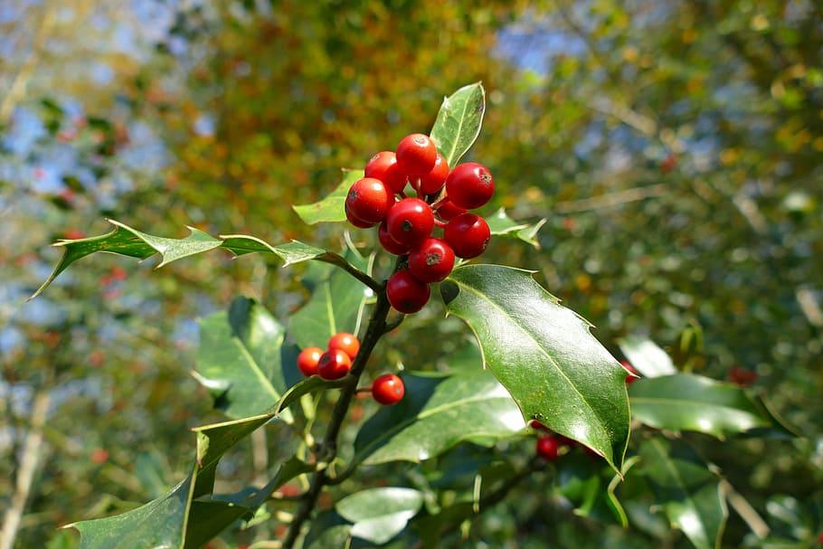 Red fruit with brown stem, green leaves, yellow midrib and veins.