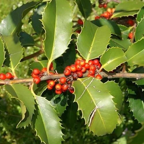 Red fruit with brown stem, green leaves, yellow blades, yellow midrib and veins.