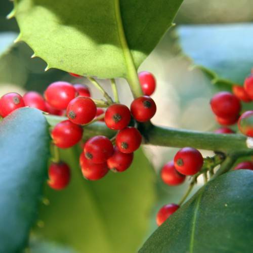 small, red berries, green leaves with thorny edges and green stems