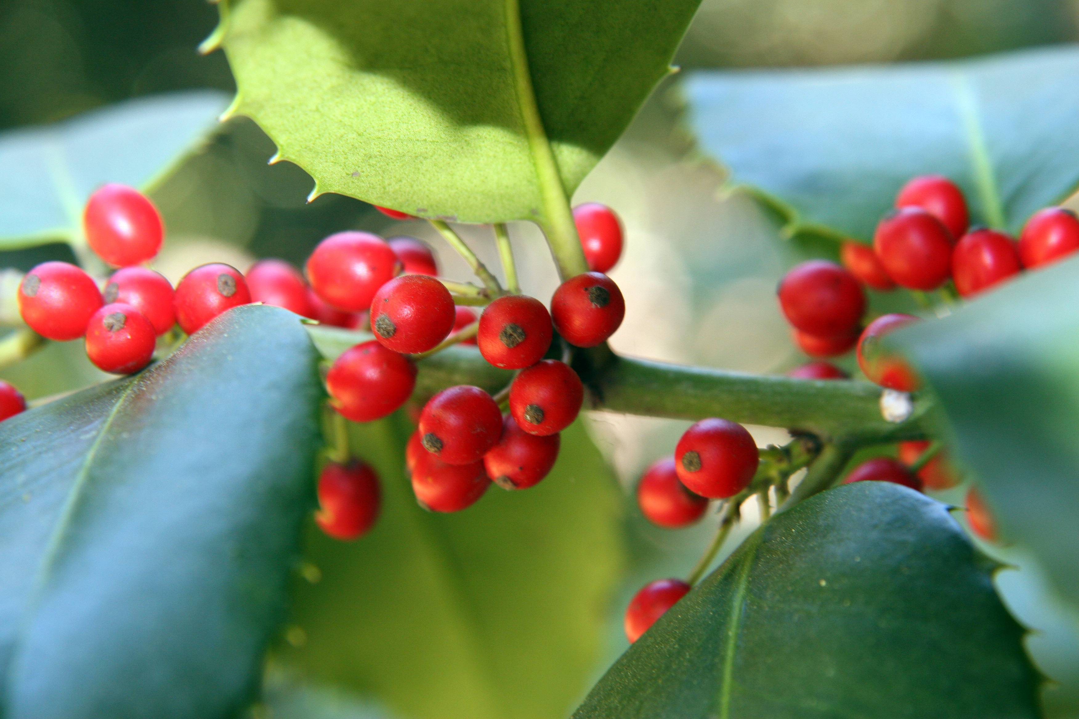 small, red berries, green leaves with thorny edges and green stems
