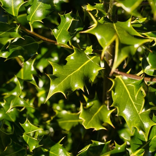 Dark-green leaves with yellow petiole, dark-brown stems, yellow midrib, veins and blades.