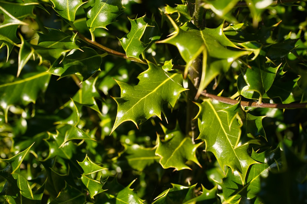 dark green, glossy, pointed leaves with spiny margins, yellow midribs, and brown stems