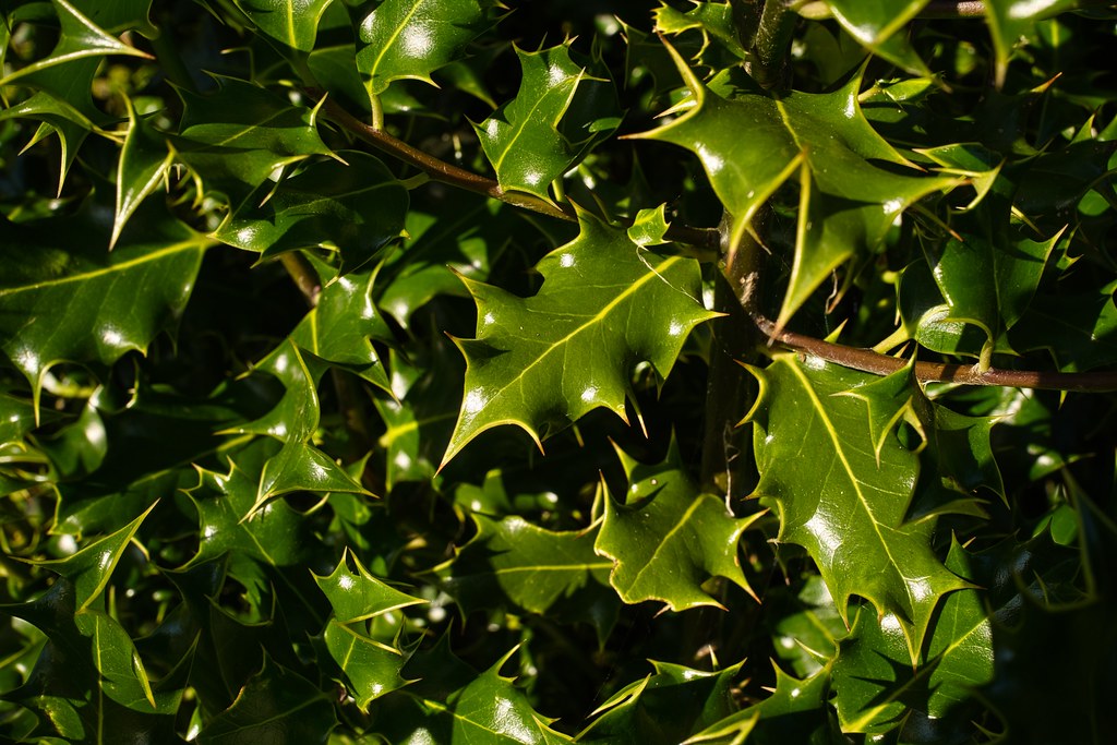 dark green, glossy, pointed leaves with spiny margins, yellow midribs, and brown stems