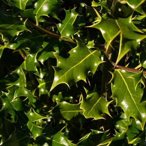 dark green, glossy, pointed leaves with spiny margins, yellow midribs, and brown stems