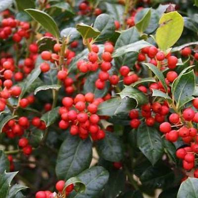 red, rounded berries, dark green leaves with smooth margins and green stems