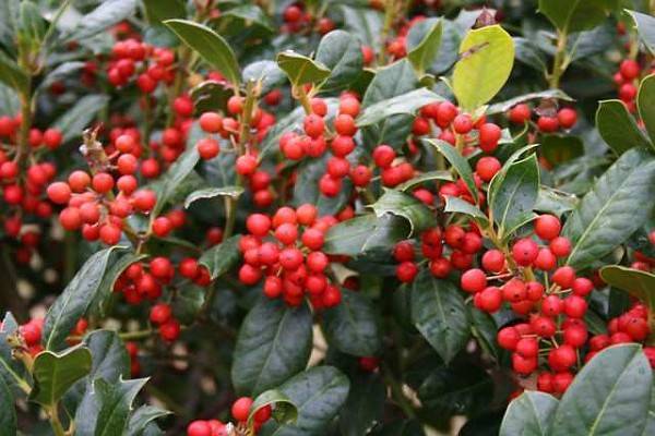 red, rounded berries, dark green leaves with smooth margins and green stems
