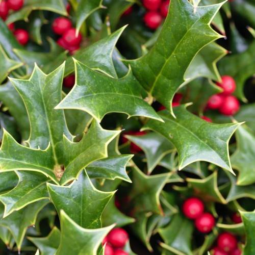 glossy, dark green leaves with spiny, pale margins, and small, red berries