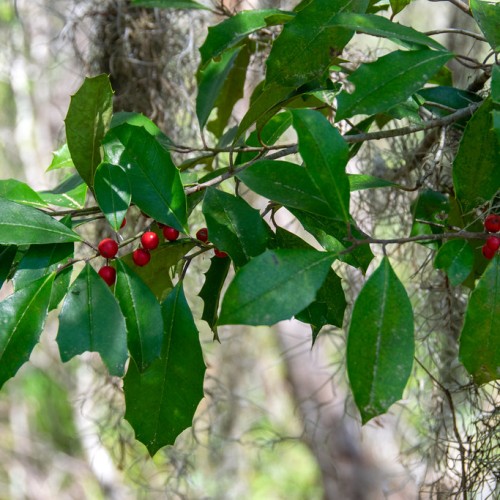 Red fruits with green leaves, yellow midrib, brown petiole, and brown-gray branches.