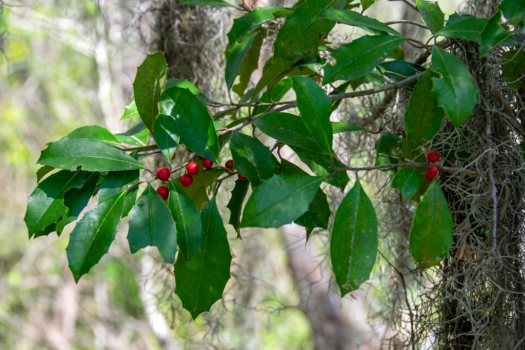 small, red berries, green, oval-shaped leaves with spiny margins, and gray stems