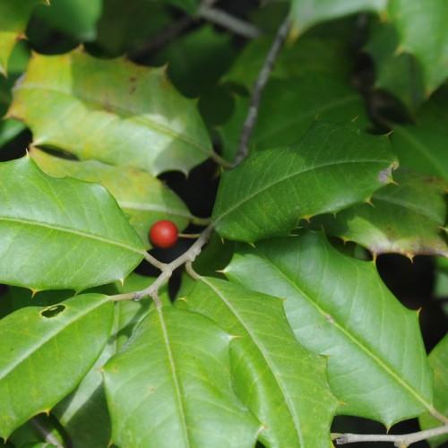 Red fruit with light-green stem, green leaves, yellow blades, yellow midrib and veins.